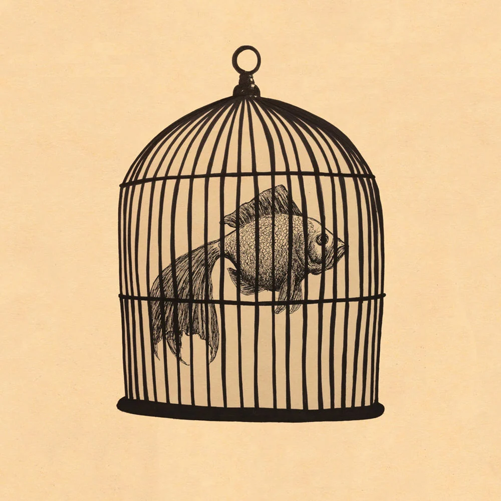 Rule 1 - Magic  Fish in a Birdcage / Fish in a Birdcage