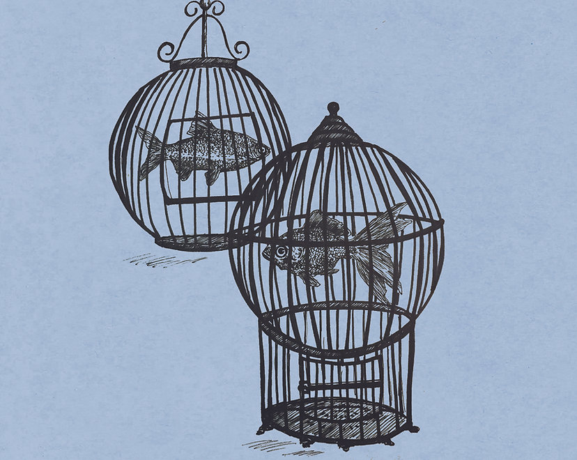 Rule 5 - James Picard  Fish in a Birdcage / Through The Tides